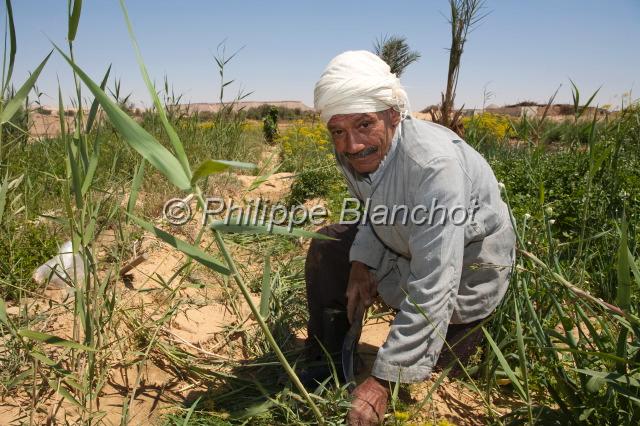 egypte desert libyque 13.JPG - Fauchage, oasis de BahareyaDésert libyque, Egypte